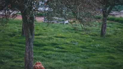 Як підготувати молоді плодові дерева до зими: переживуть холод без втрат - фото