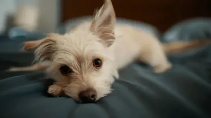 Скільки кримінальних справ щодо жорстокого поводження з тваринами відкрито цьогоріч - фото