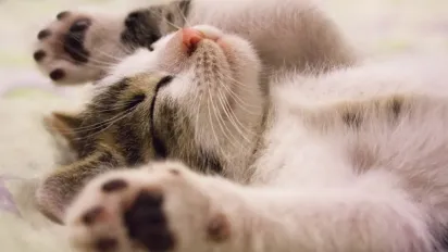 Вріже аж до +20°, але є неприємний нюанс: синоптикиня Діденко про погоду 1 листопада - фото