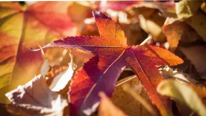 Сьогодні буде тепло і сухо, але погоду зіпсує вітер: прогноз на 1 листопада - фото