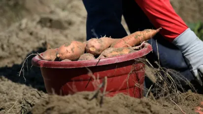 Українські фермери почали частіше вирощувати батат - фото
