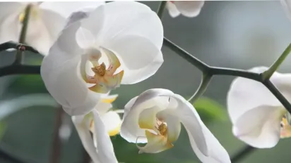 Орхідея цвістиме значно довше: експерт дав просту пораду - фото