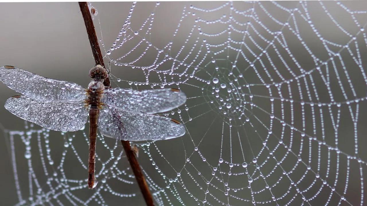 "Температура впаде до -4°": до України мчить негода  