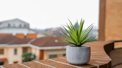 Чи можна вирощувати овочі на балконі: корисні поради  - фото