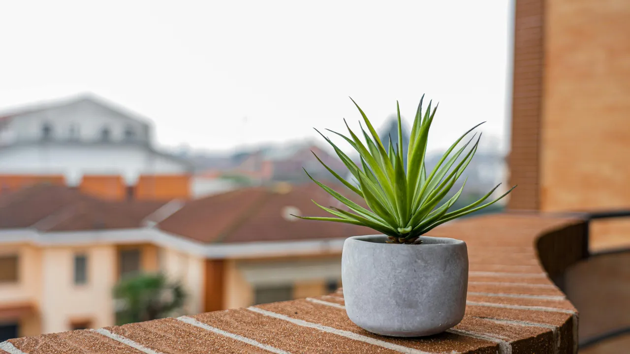 Чи можна вирощувати овочі на балконі: корисні поради  