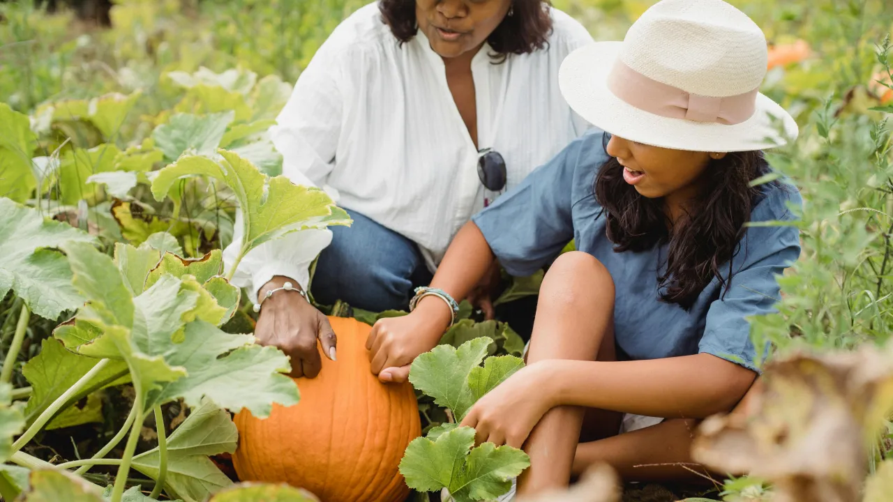 Де краще зберігати гарбуз у домашніх умовах: садівник розкрив нюанси 