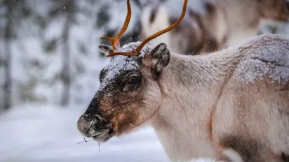 В Україні випаде перший сніг: синоптикиня розповіла, чого чекати від погоди - фото