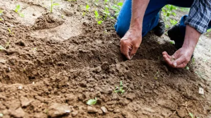 Посівний календар на листопад 2024: чим зайнятися на ділянці та які дні вдалі - фото