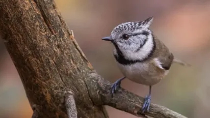 В Україну насувається антициклон: що буде з погодою - фото