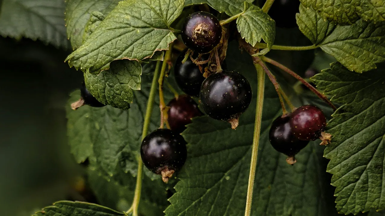 Зробіть це зі смородиною в листопаді: ягоди виростуть завбільшки з вишню 