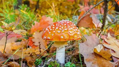 До України йде потепління: синоптикиня Діденко назвала точні дати - фото