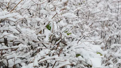 Україну незабаром засипле снігом: названо дату перших опадів - фото