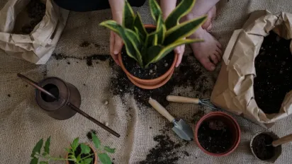 Не викидайте: як повторно використовувати старий ґрунт із квіткового горщика - фото