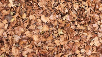 В Україну насувається потужний антициклон: прогноз синоптика - фото