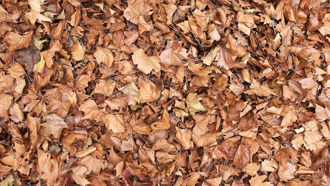 В Україну насувається потужний антициклон: прогноз синоптика 