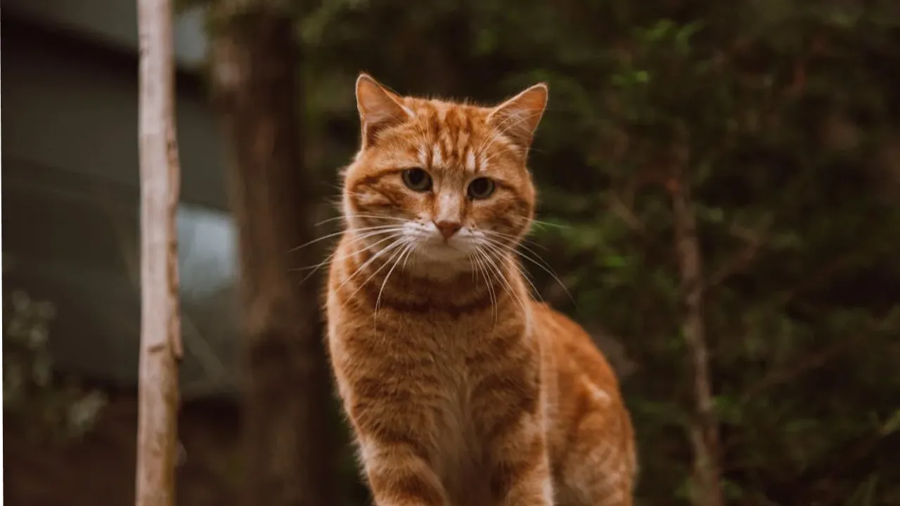 Розігріє до +14°: у четвер на українців чекає потепління 