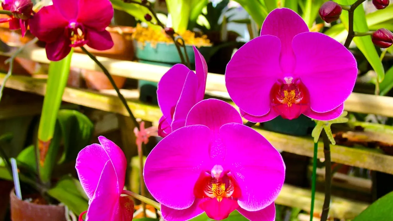 Якими препаратами не треба дезінфікувати корені орхідеї після обрізки: поради квітникарів 