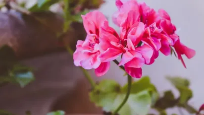 Що не потрібно робити, якщо у герані сохне листя - фото