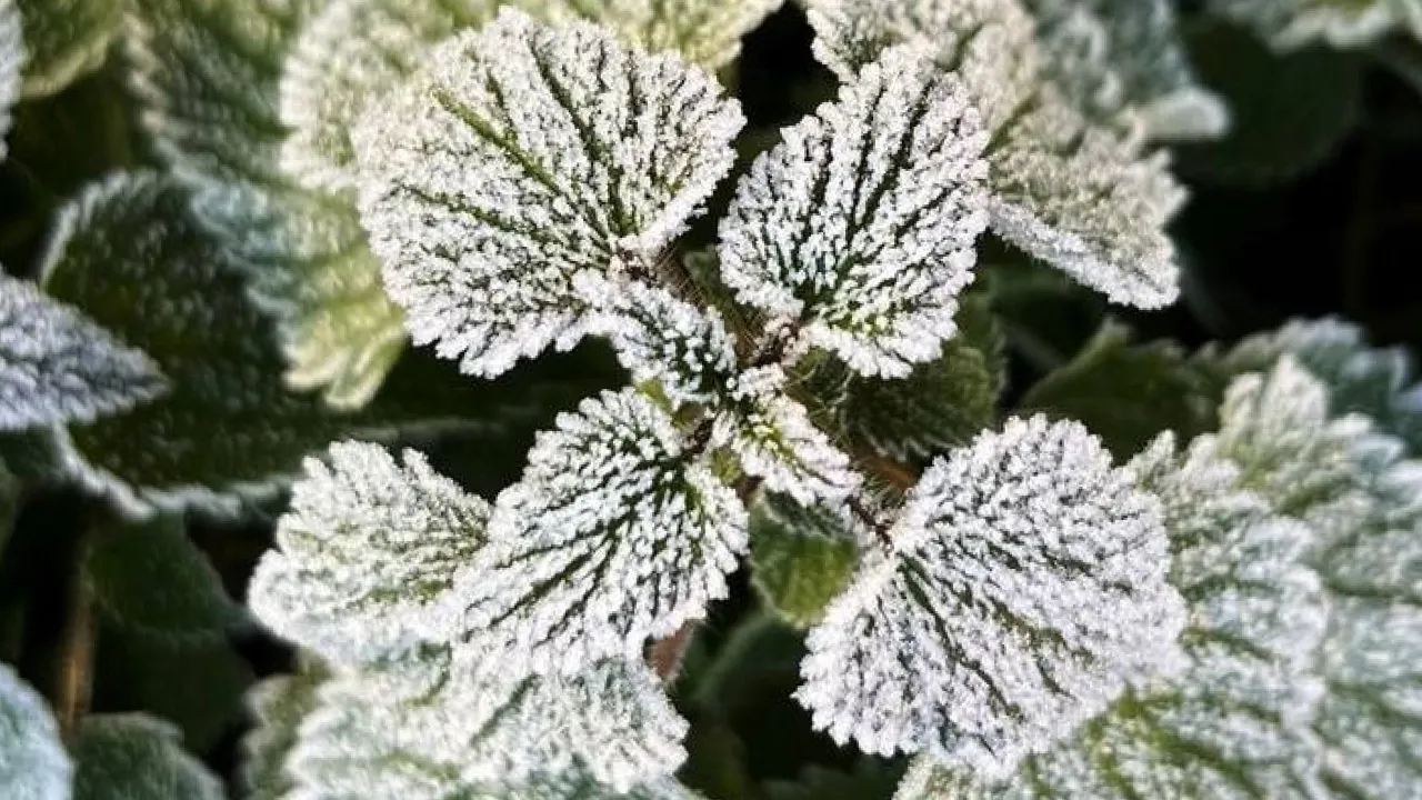 Мороз до -3 та сніг: синоптикиня дала прогноз на кінець тижня 