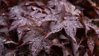 Синоптикиня повідомила, чи будуть в Україні дощі та сніг до кінця тижня - фото