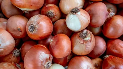 У чому замочити озиму цибулю перед посадкою: хитрість городників - фото