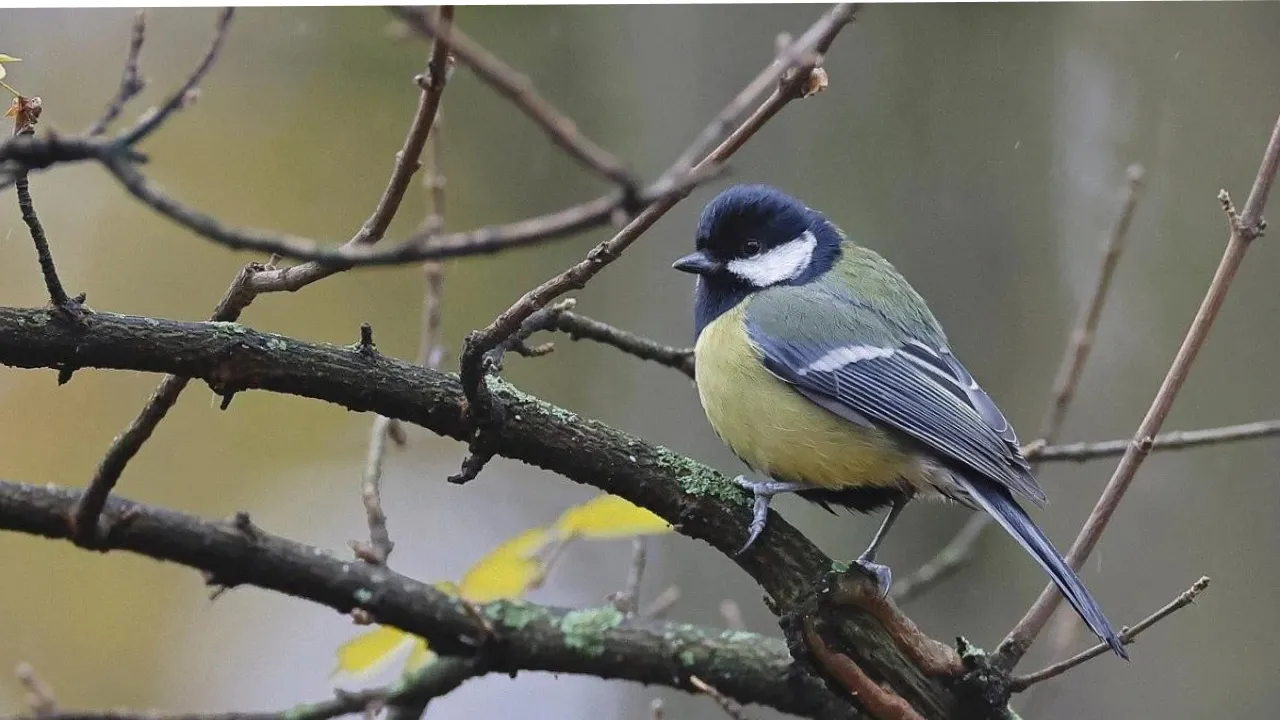 На вихідних в Україні стане холодніше: прогноз синоптиків 