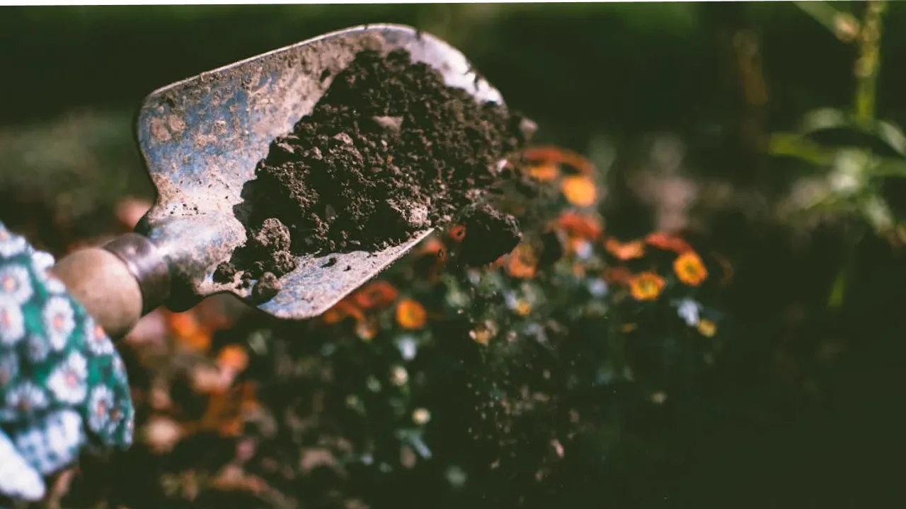 Як восени приготувати грунт для весняної розсади: поради дачникам 