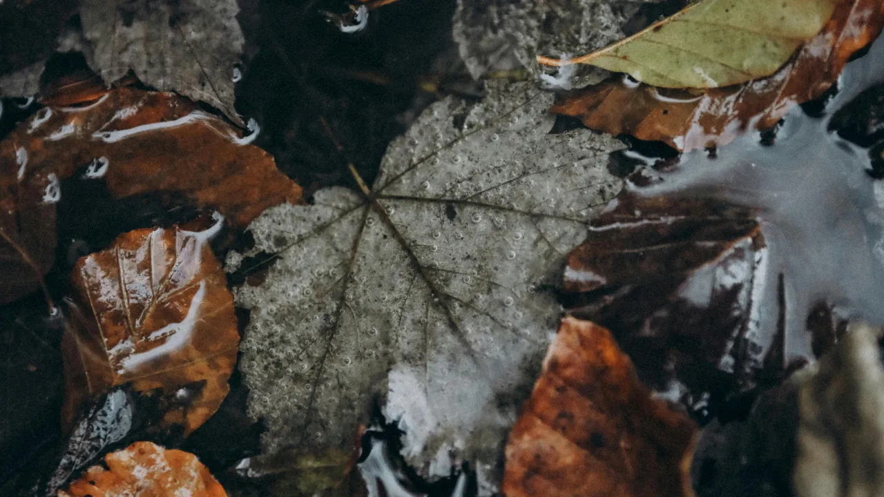 Без опадів, але з туманами: прогноз погоди на 10 листопада 