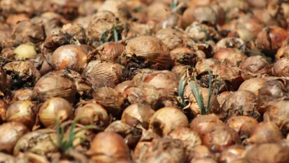 У чому замочити озиму цибулю перед посадкою: хитрість городників - фото