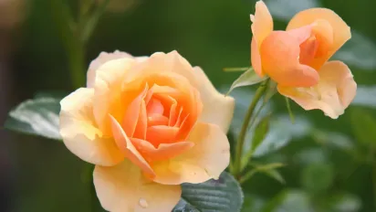 Осінній секрет догляду за трояндами: чому видалення листя важливіше, ніж ви думаєте - фото