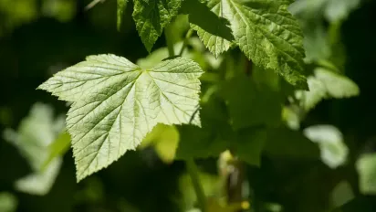 Агрономи радять робити це зі смородиною в листопаді: ягоди виростуть завбільшки з вишню - фото