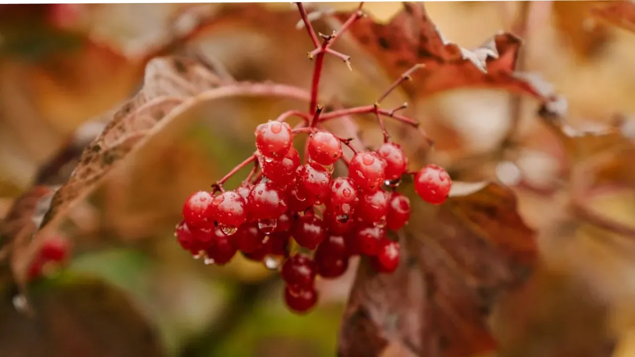 Які дерева посадити у листопаді: найкращі варіанти 