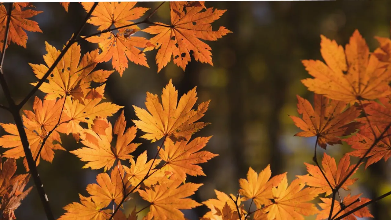 Сухо та холодно майже скрізь: в Укргідрометцентрі сказали, якою буде погода у вівторок 