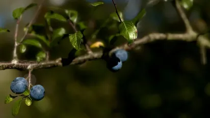 Осіння обрізка сливи: коли це робити та які гілки видаляти - фото