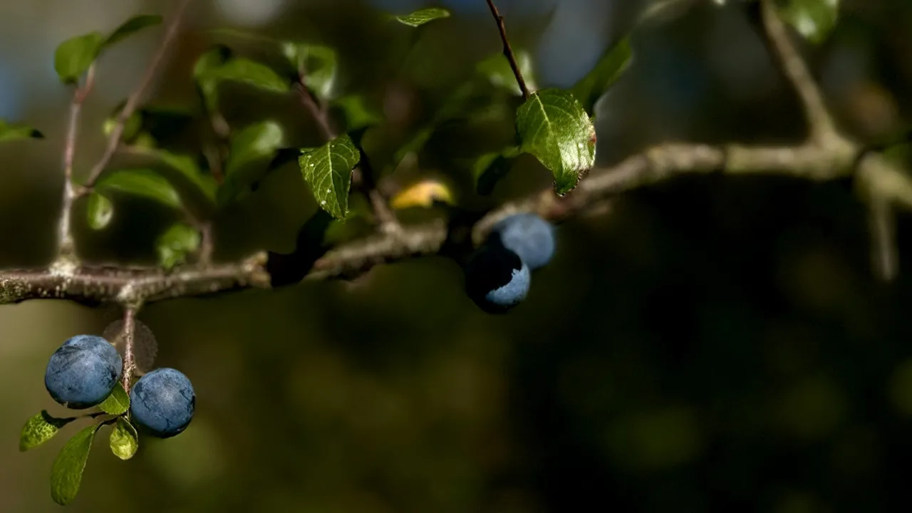 Осіння обрізка сливи: коли це робити та які гілки видаляти 