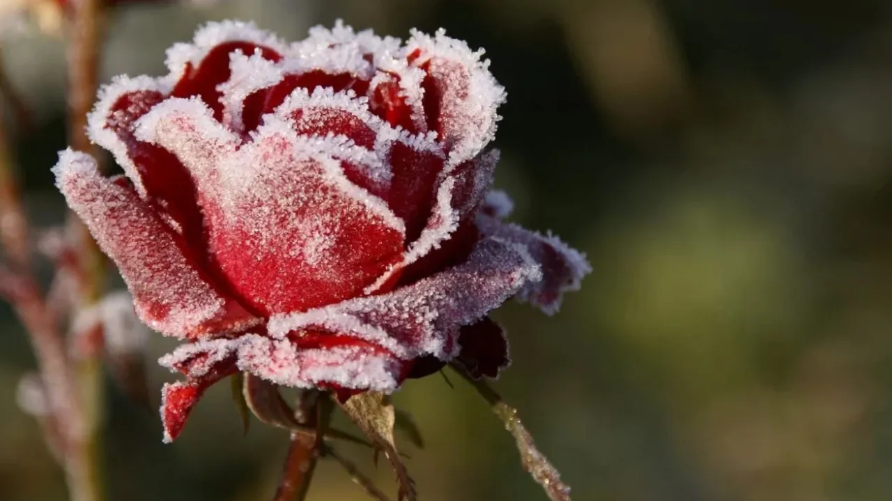 Як підготувати троянди до зими: важливі процедури 