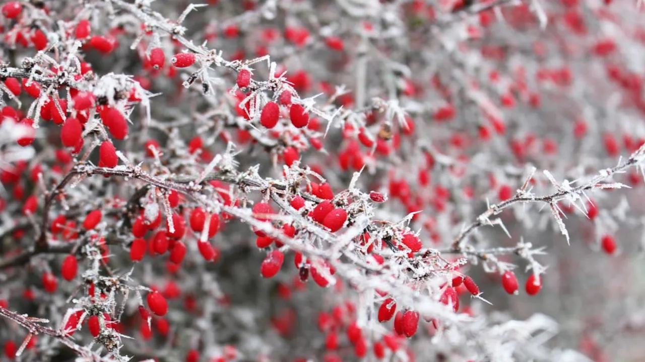 Початок листопада був холоднішим, ніж зазвичай: Укргідрометцентр пояснив, до чого готуватися 