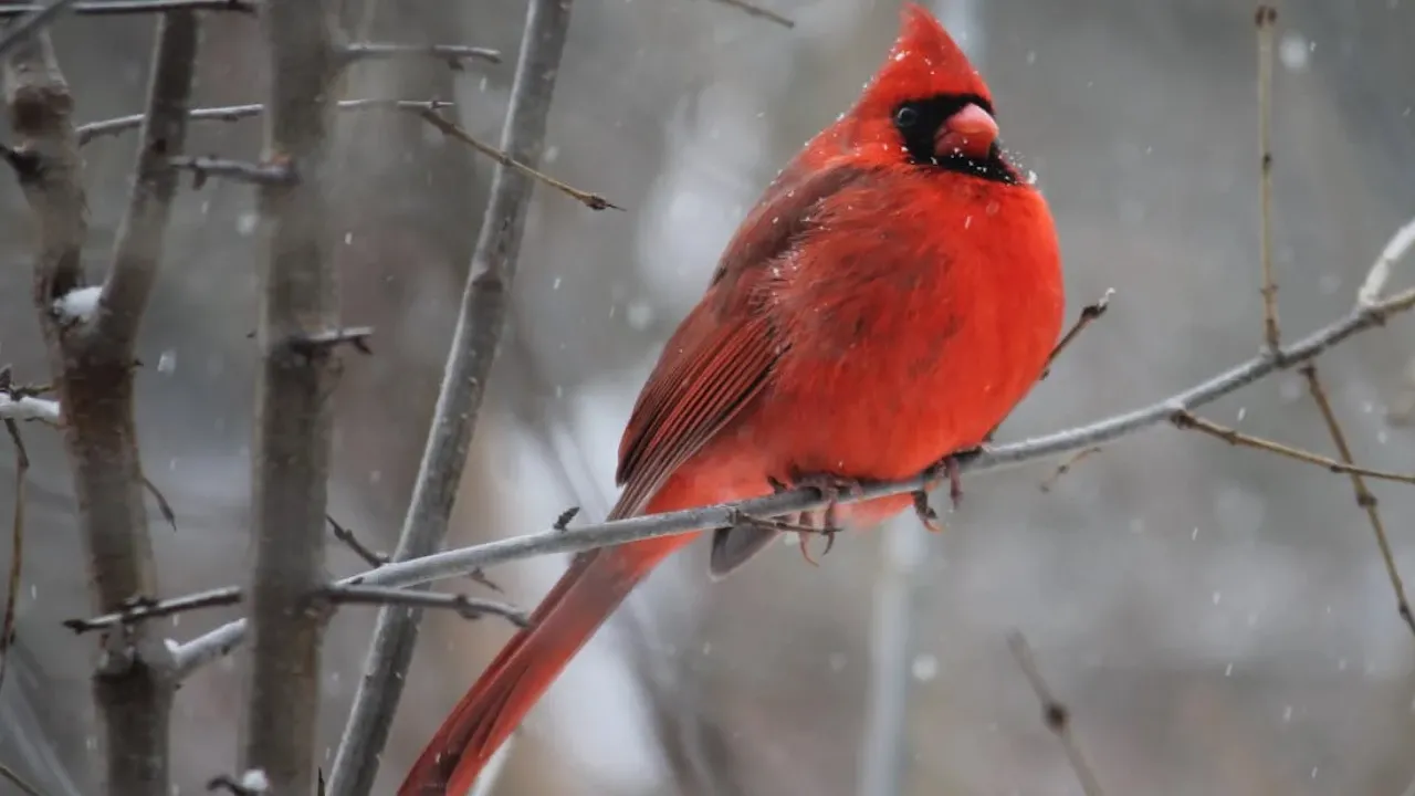 Перший сніг і ожеледиця: Укргідрометцентр прогнозує складні погодні умови на середу 
