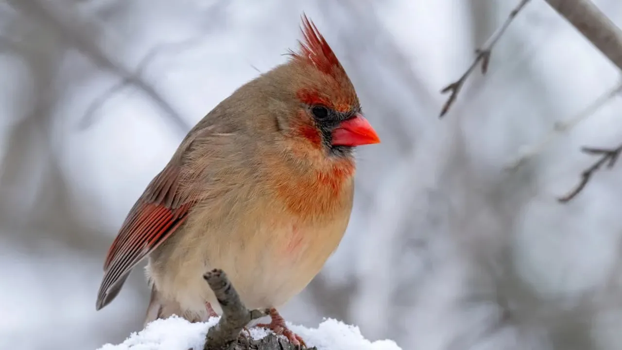 Перший сніг, дощі та заморозки: в Україну йде сильне похолодання 