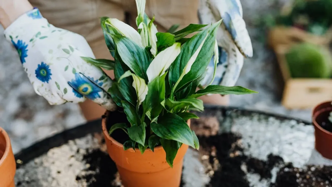 Чому спатифілум не цвіте: 3 помилки у догляді — які умови потрібно забезпечити 