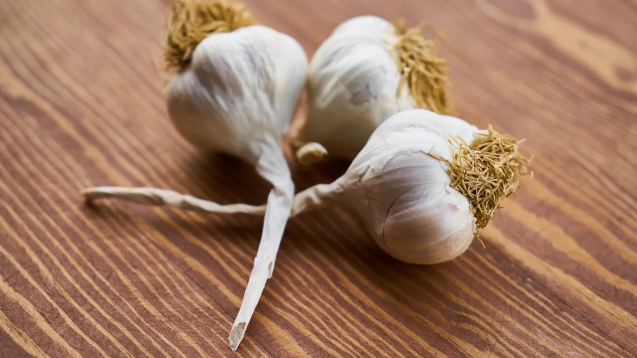 Ці добрива потрібно розсипати під озимий часник просто зараз: результат здивує 