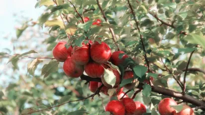 Навіщо в листопаді поливати дерева та чагарники на ділянці - фото