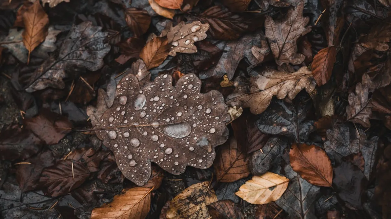 Холодно та мокро: синоптикиня розповіла, чого чекати завтра від погоди 