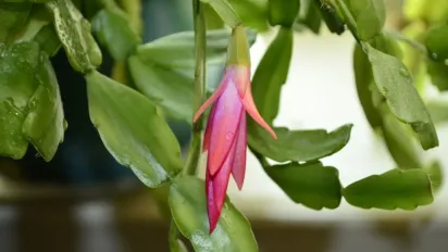 Як правильно доглядати за різдвяником, щоб він цвів: 6 важливих порад від експертів - фото