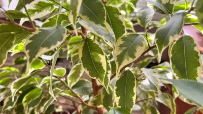 Як реанімувати фікус, який перестав рости та скинув листя - фото