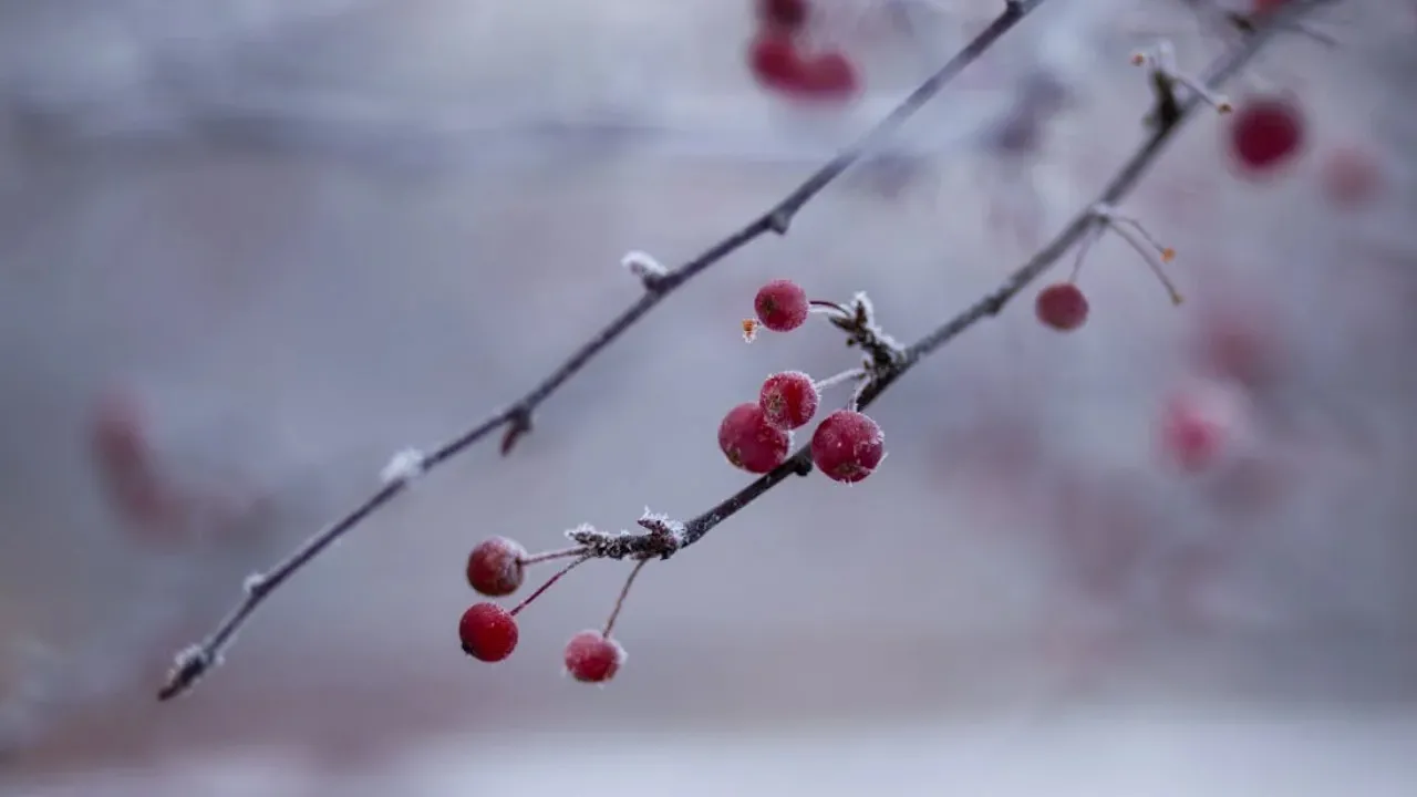 Якою буде зима 2024-2025 в Україні: прогноз погоди 