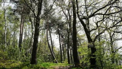 Лев - пальма, Діва - дуб: яке ви дерево за знаком Зодіаку - фото