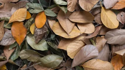 "Без дощів та снігу": Синоптики дали прогноз на 17 листопада - фото