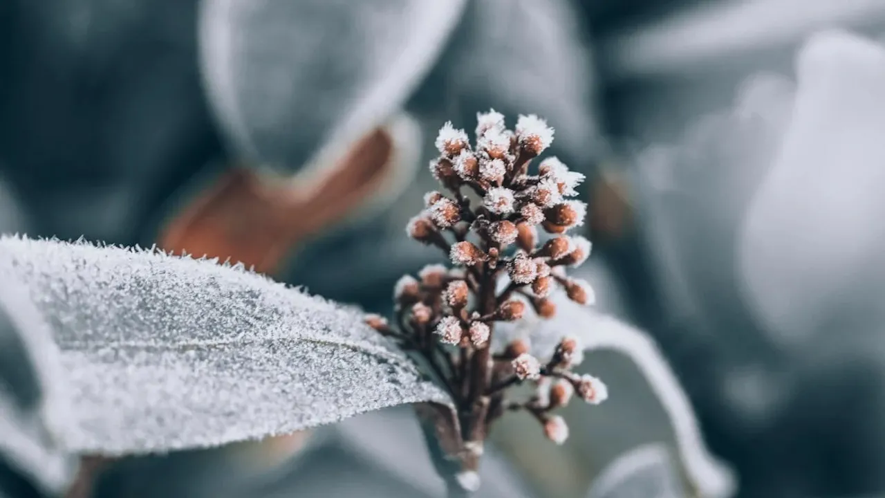 Мороз до -10 градусів: синоптикиня розповіла, коли в Україну прийде похолодання 