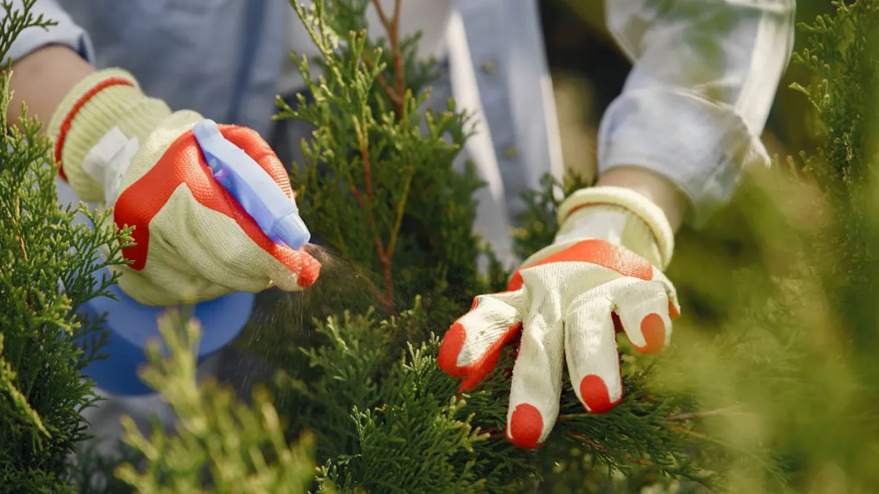 Що треба зробити з туями восени, щоб вони не захворіли 